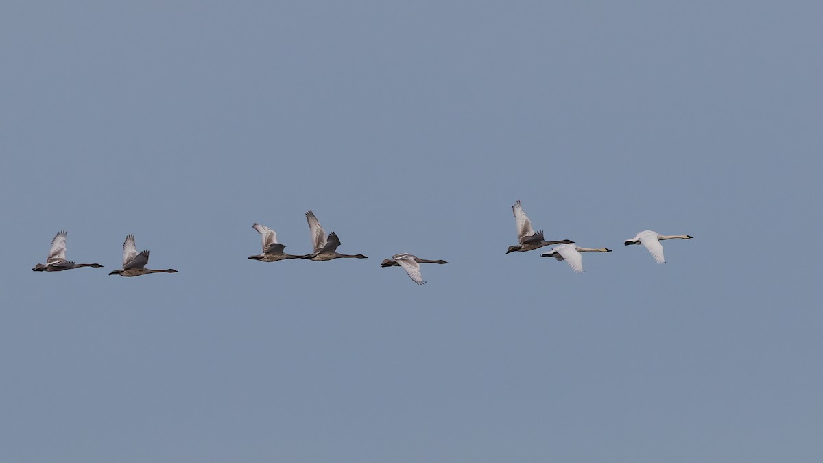 labuť malá - ML645133814