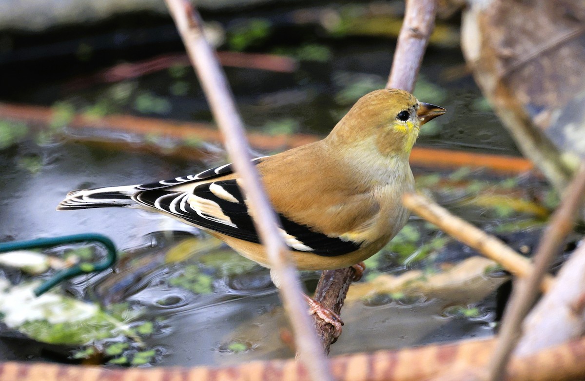 American Goldfinch - ML645133815