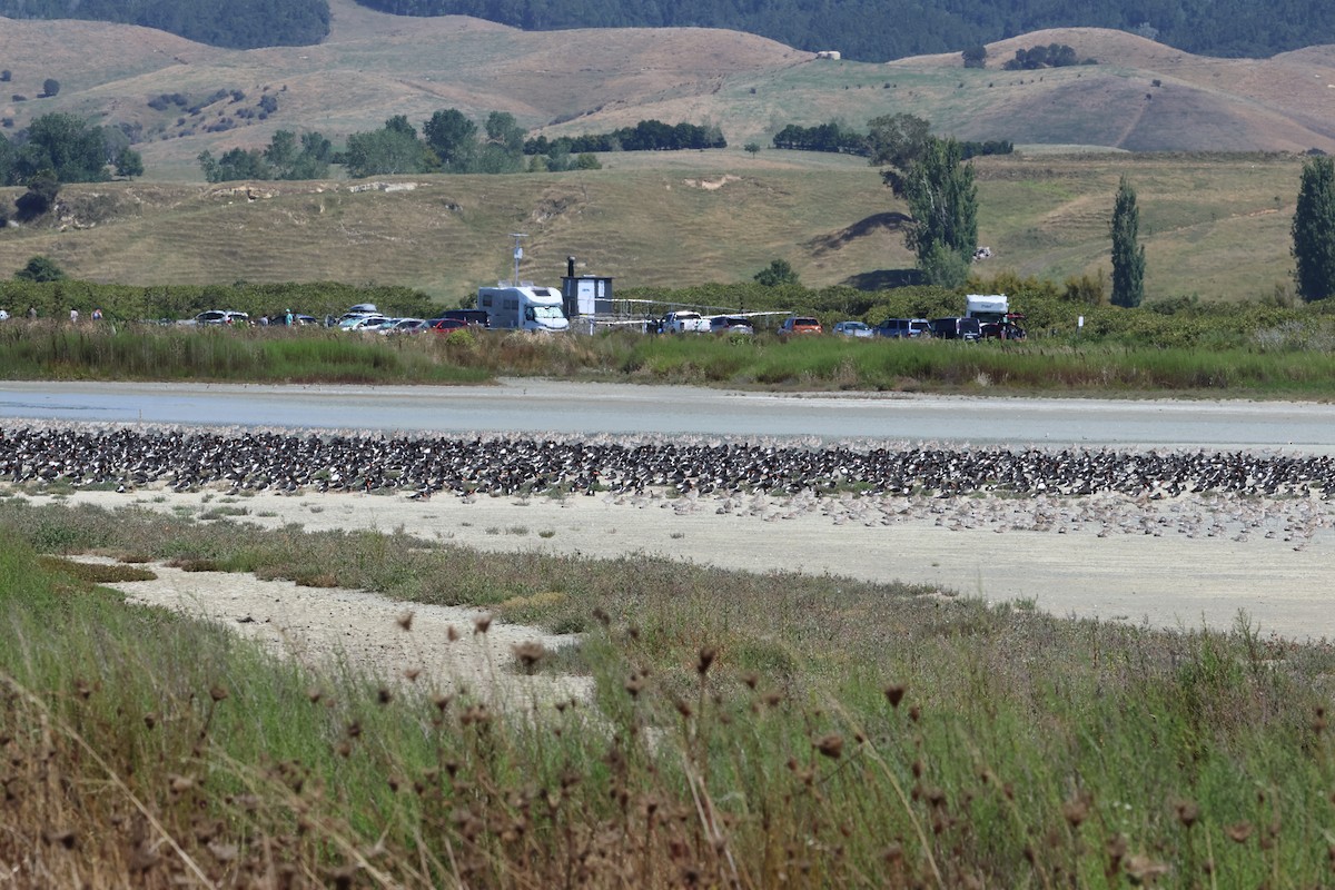 South Island Oystercatcher - ML645133821