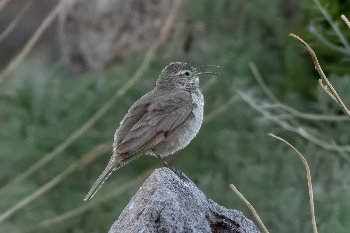 Scale-throated Earthcreeper - ML645133840