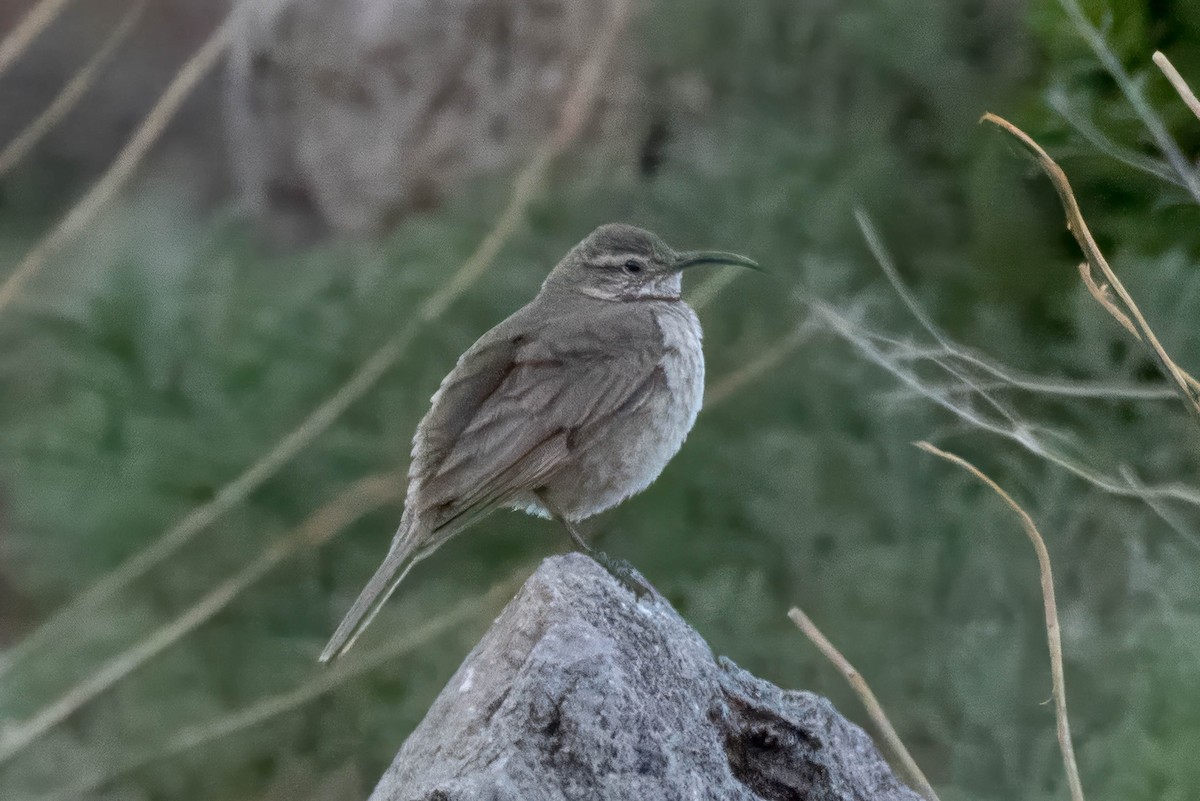 Scale-throated Earthcreeper - ML645133841