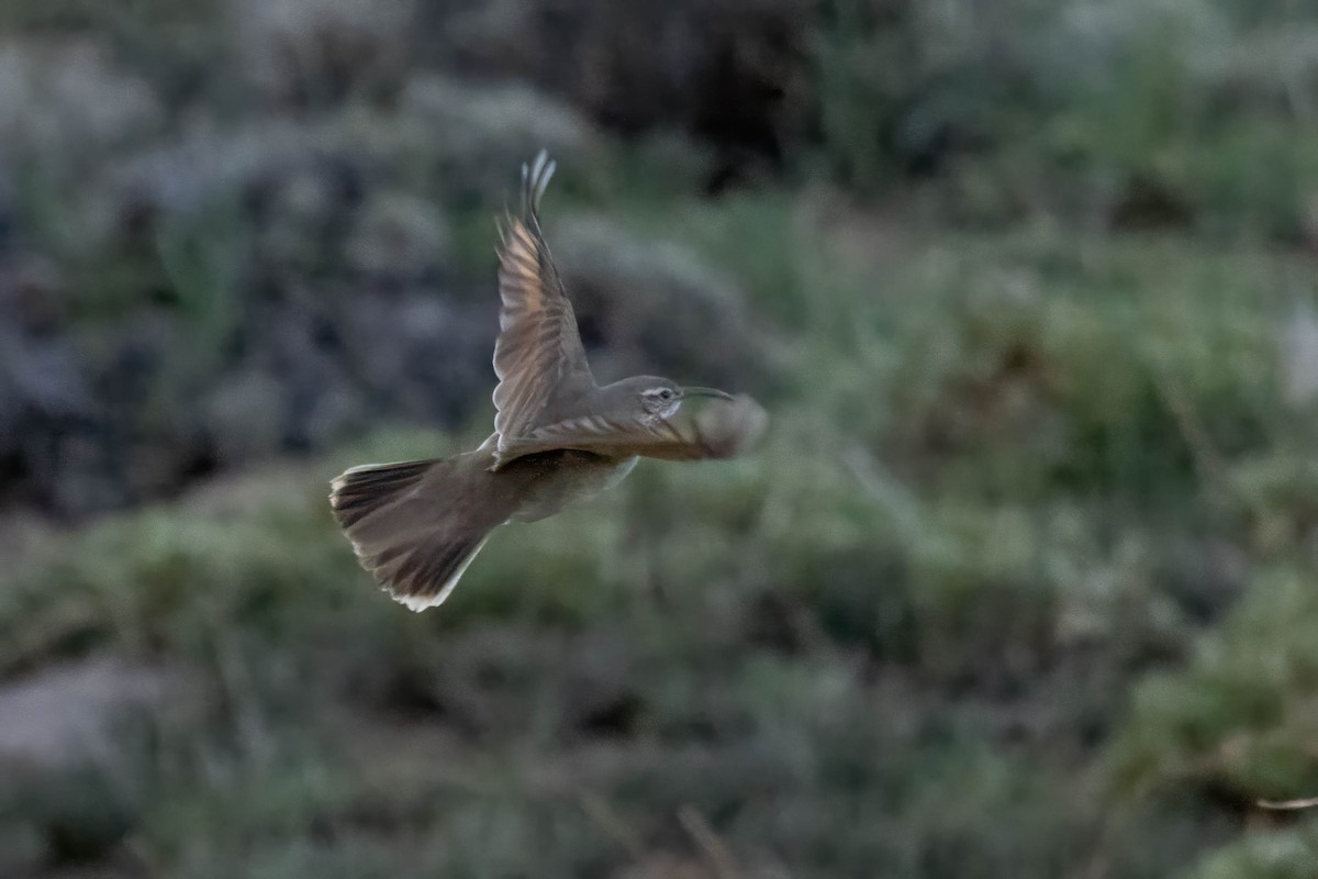 Scale-throated Earthcreeper - ML645133842