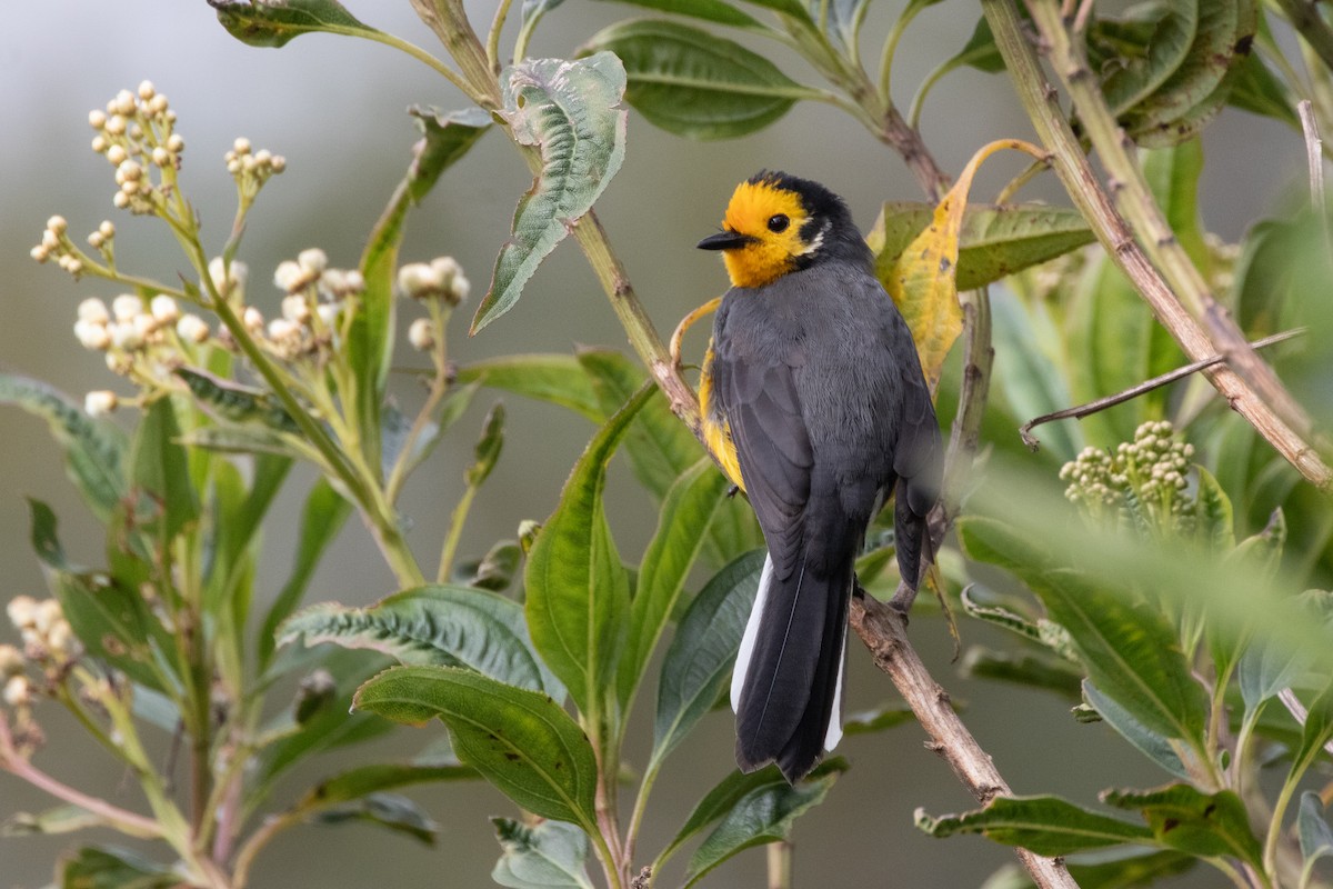 Süslü Ötleğen - ML645133848