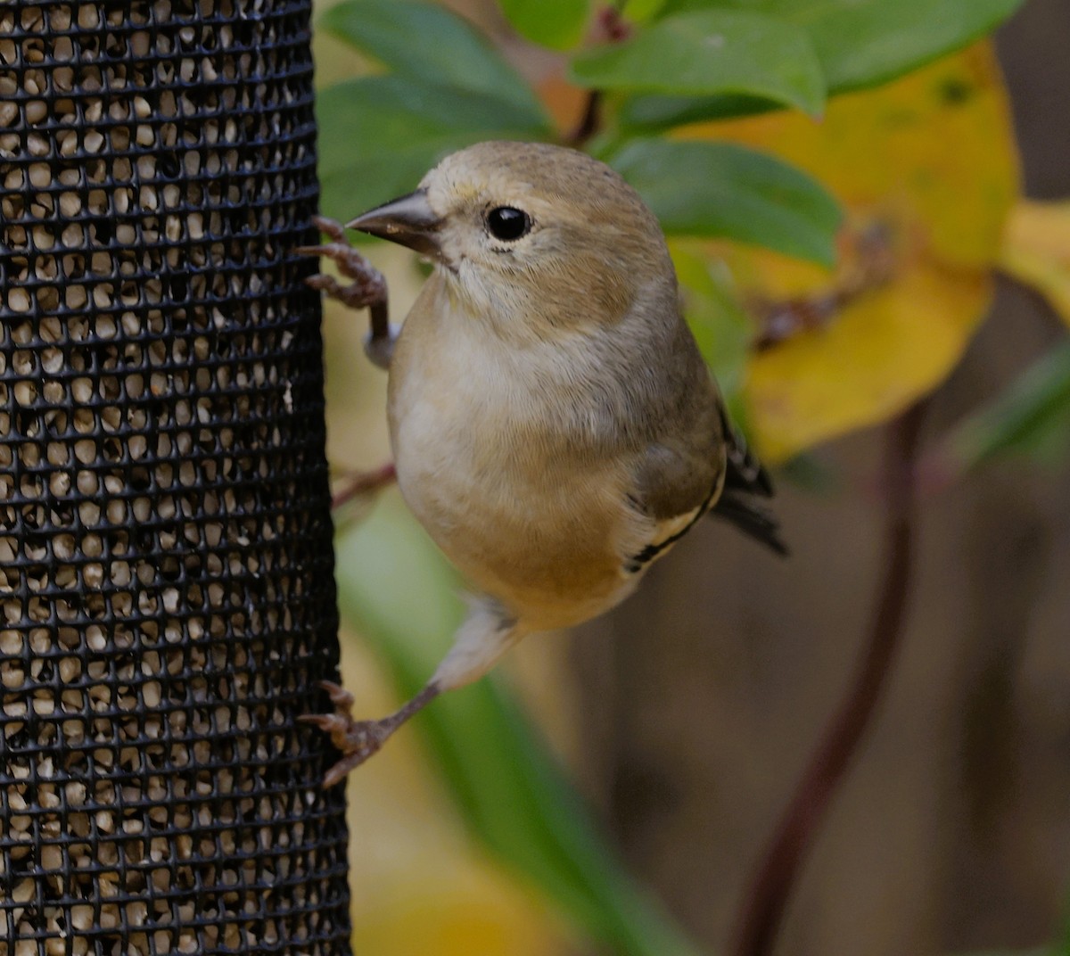 American Goldfinch - ML645133849