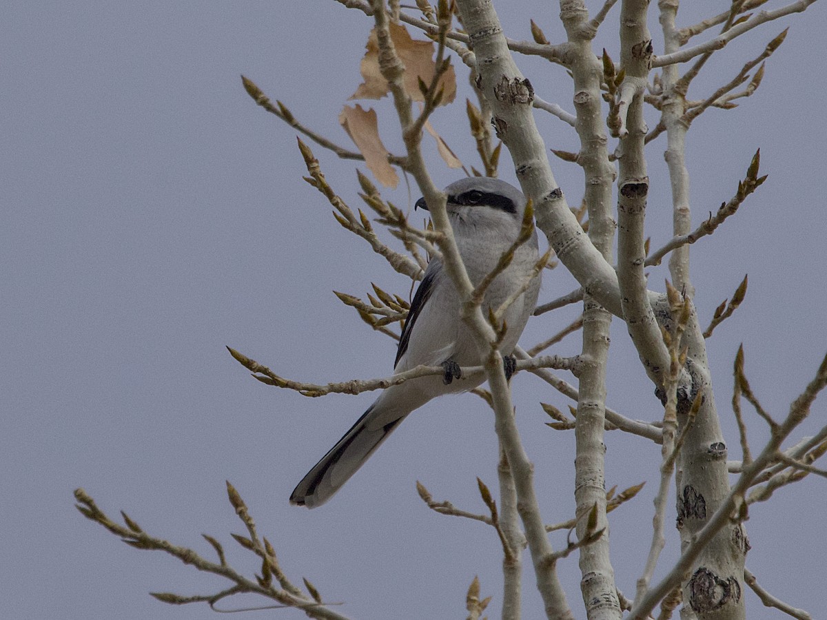Northern Shrike - ML645133854