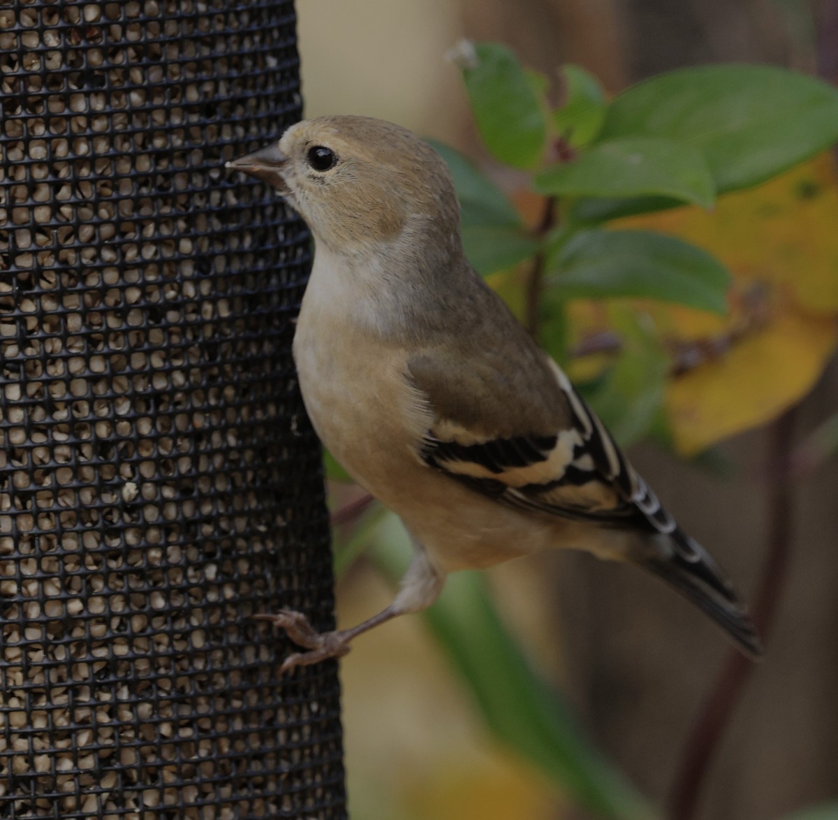 American Goldfinch - ML645133863