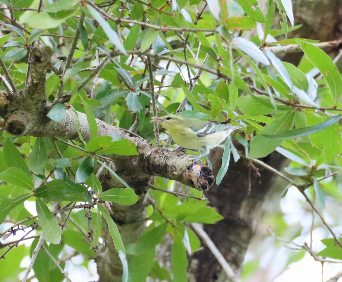 Cerulean Warbler - ML645133872
