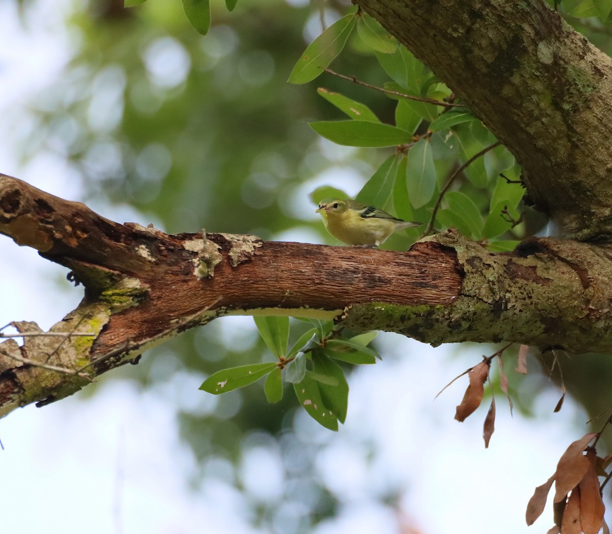 Cerulean Warbler - ML645133873