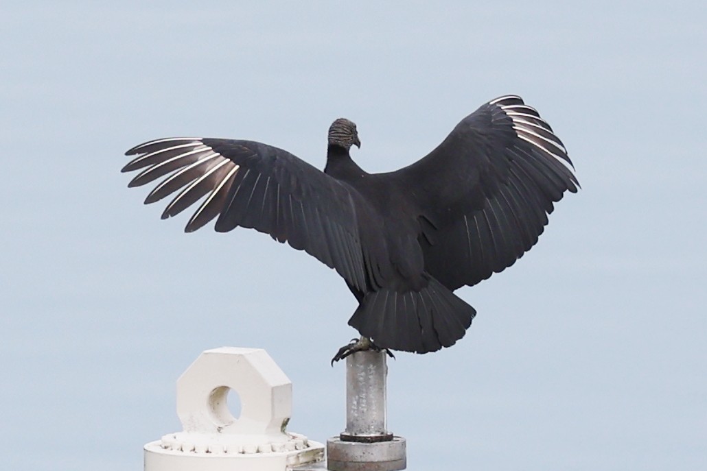 Black Vulture - ML645133878