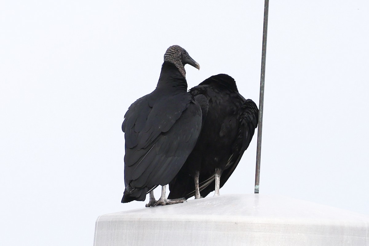 Black Vulture - ML645133879