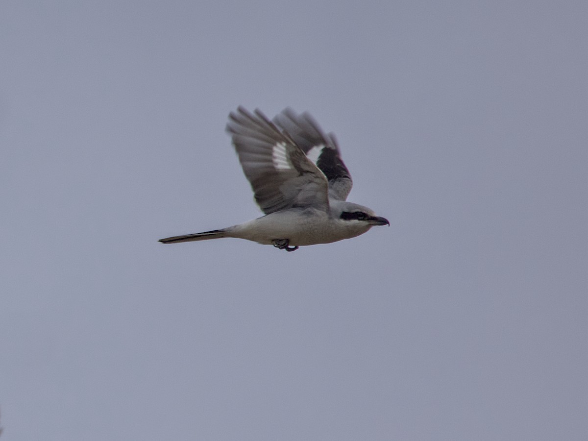 Northern Shrike - ML645133881