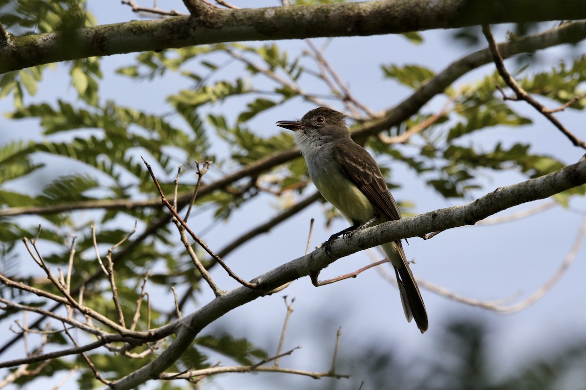 Short-crested Flycatcher - ML645133891
