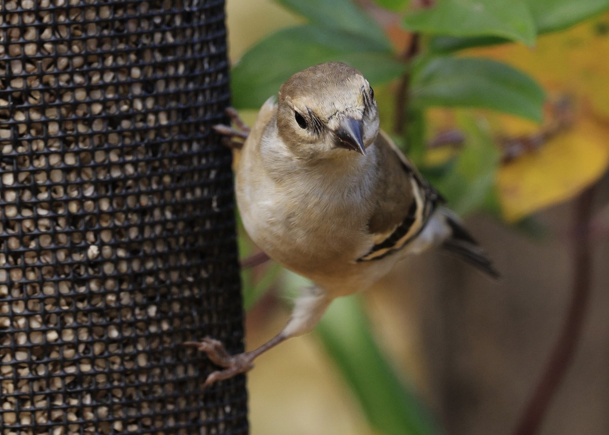 American Goldfinch - ML645133893