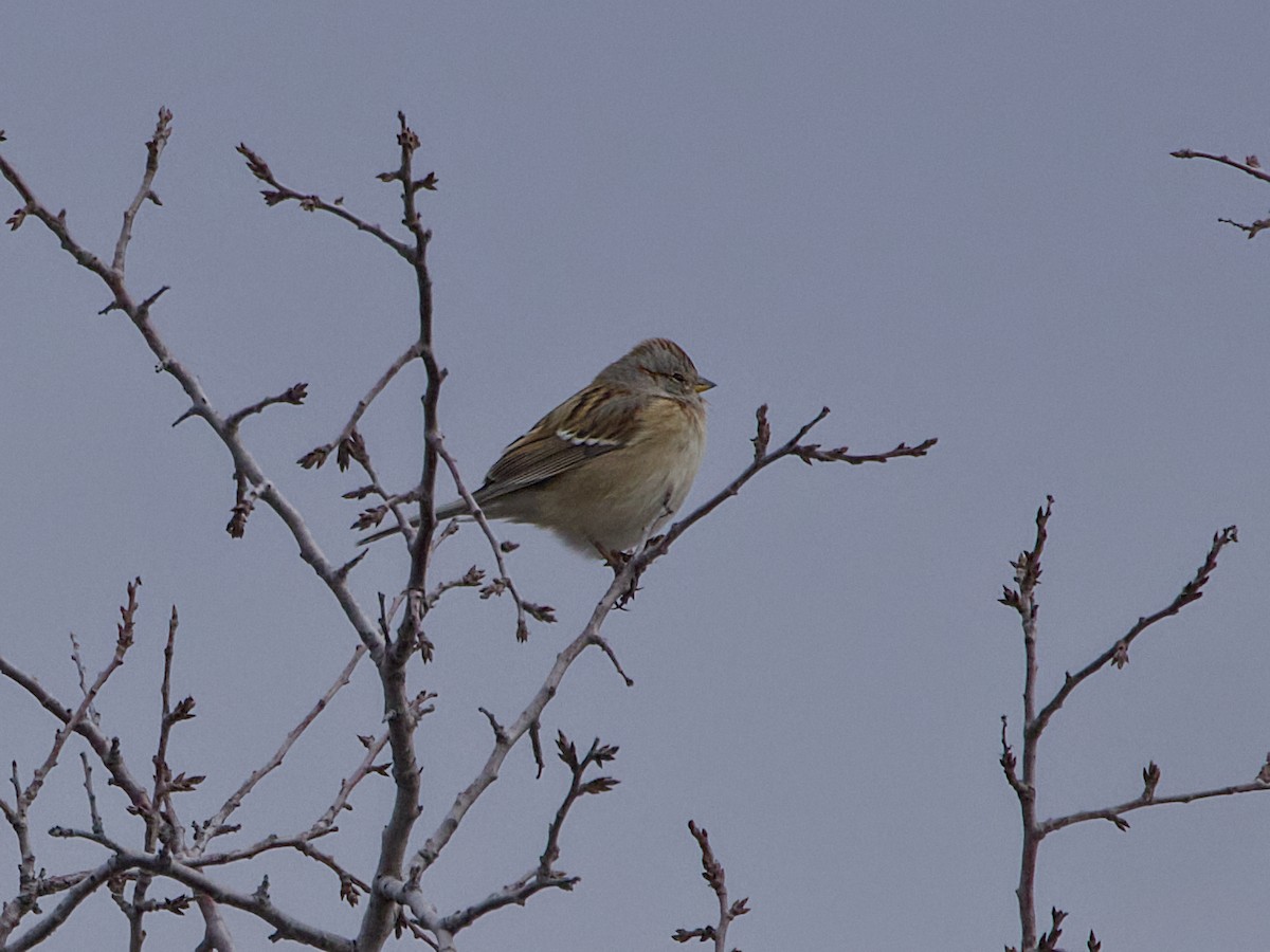 Пасовник північний - ML645133898