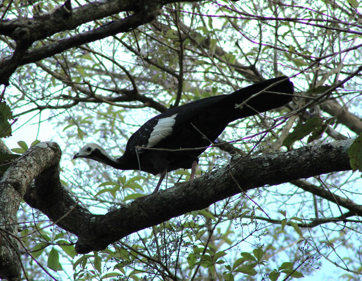 White-throated Piping-Guan - ML645133967