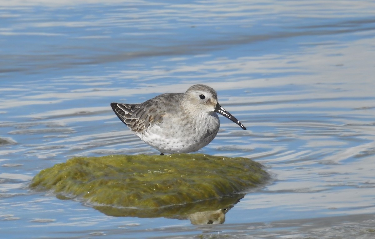 Dunlin - ML645133973