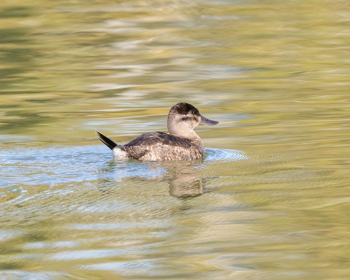 Савка американська - ML645133974