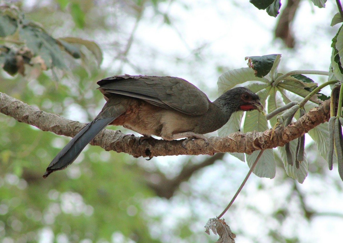 Chaco Chachalaca - ML645133980