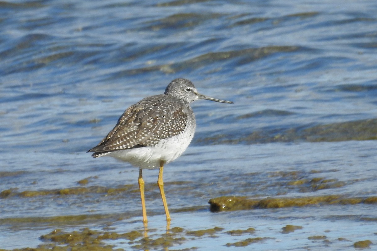 Greater Yellowlegs - ML645133981
