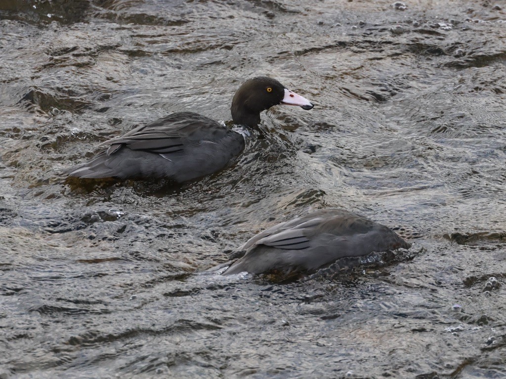 Canard bleu - ML645133991