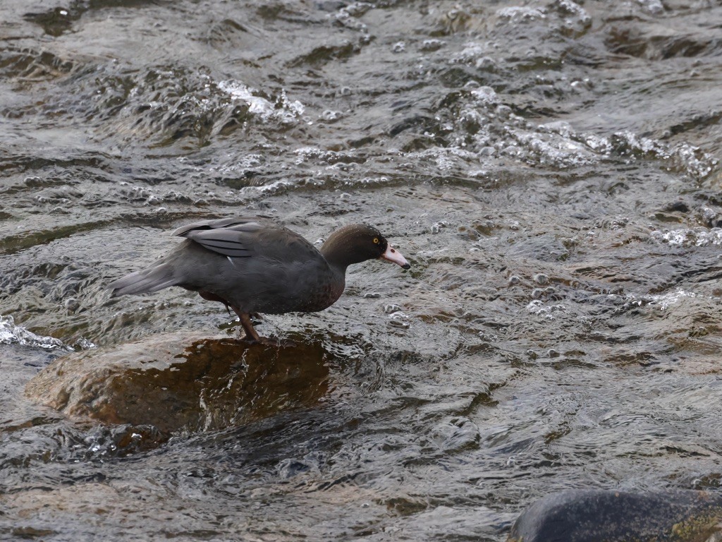 Canard bleu - ML645133992