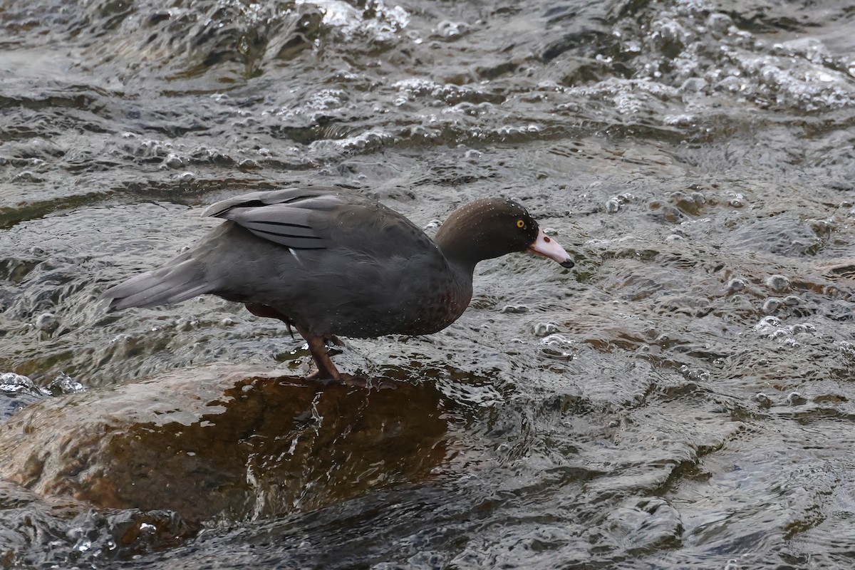 Canard bleu - ML645133993