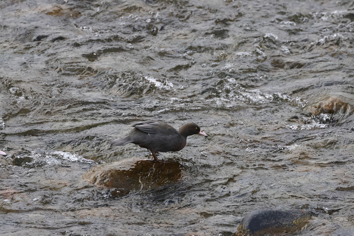 Canard bleu - ML645133994