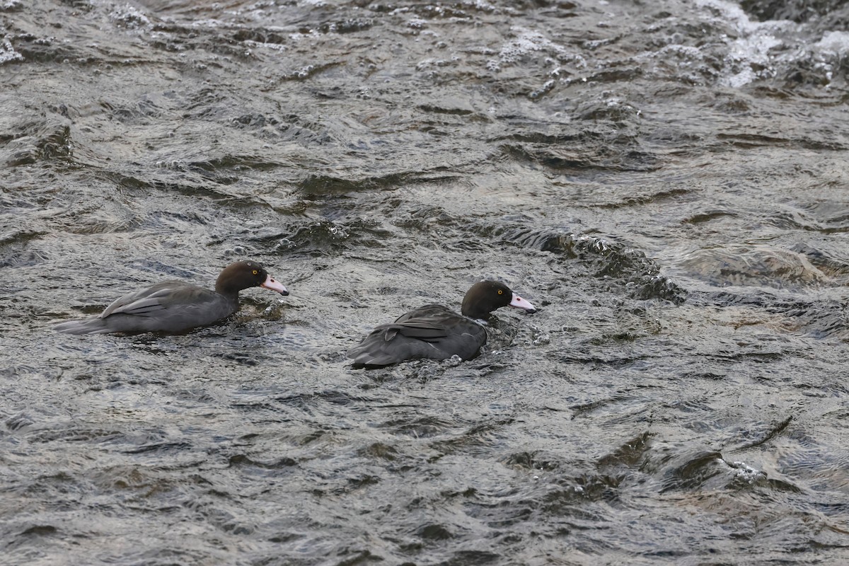 Canard bleu - ML645133995