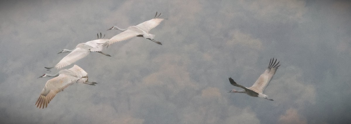 Sandhill Crane (Greater) - ML645134009