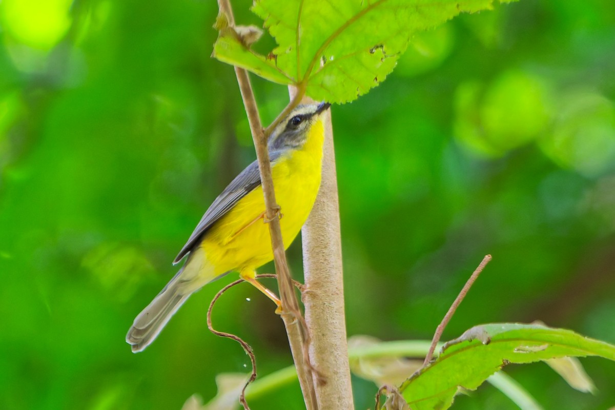 Golden-crowned Warbler (Cabanis's) - ML645134018