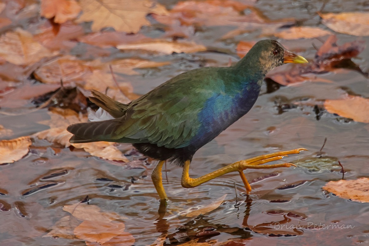 Purple Gallinule - ML645134037