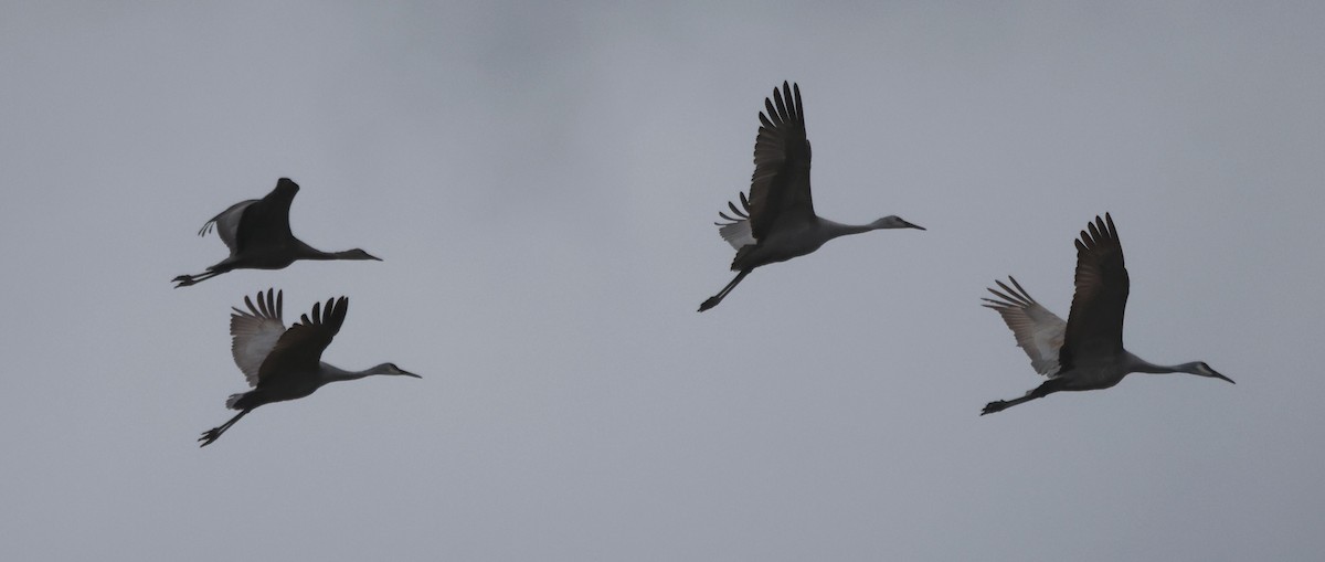 Sandhill Crane (Greater) - ML645134066