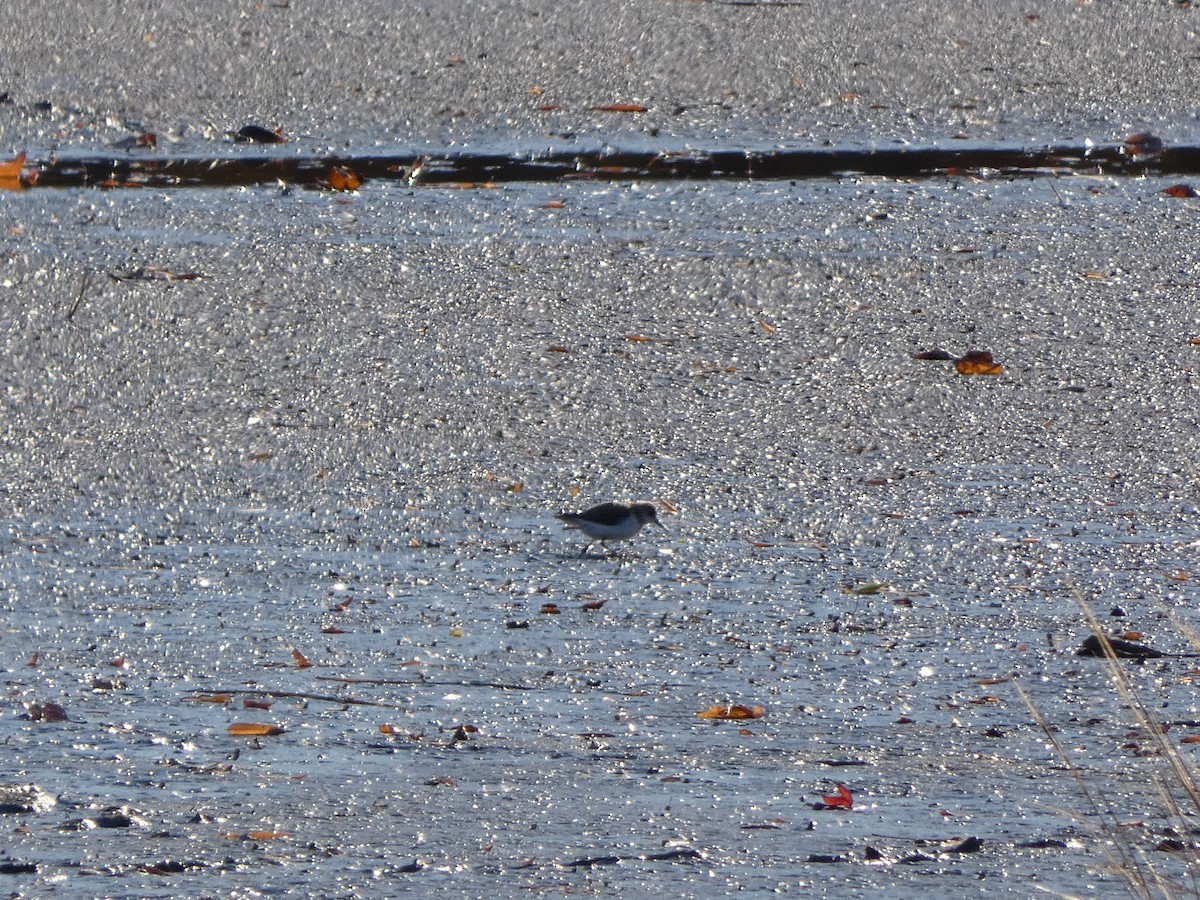 Western Sandpiper - ML645134067