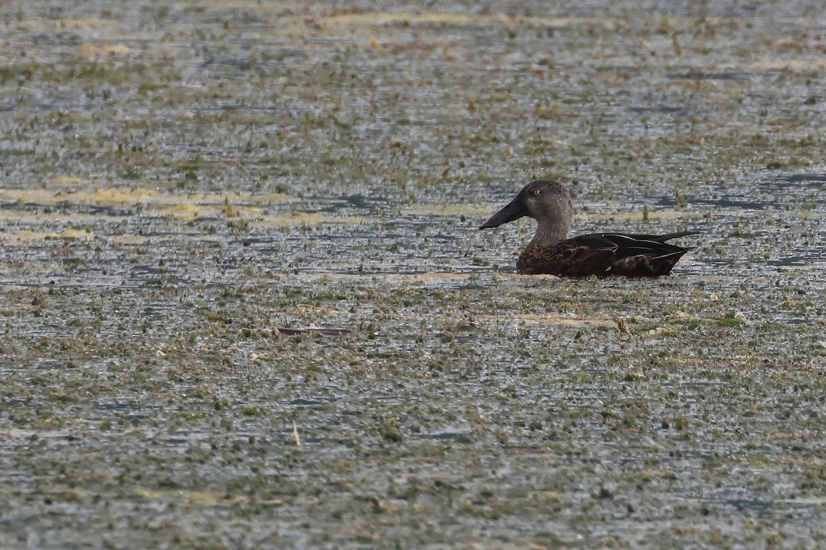 Australasian Shoveler - ML645134072