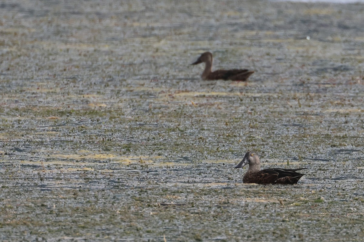 Australasian Shoveler - ML645134073