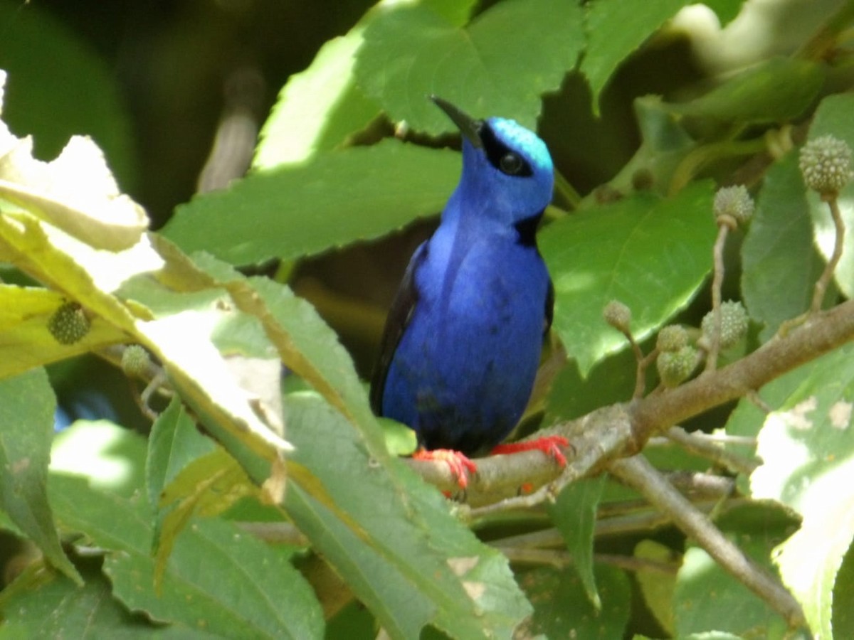Red-legged Honeycreeper - ML645134074