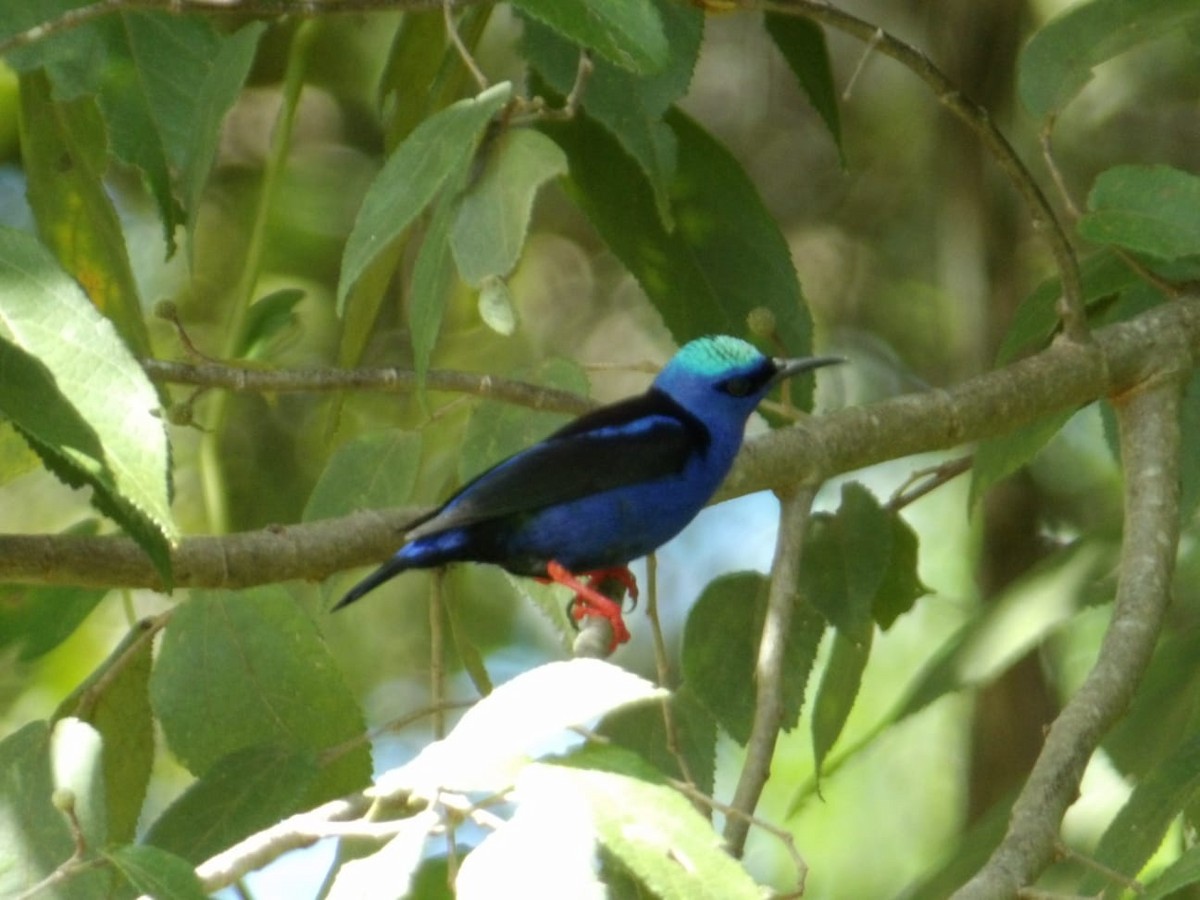 Red-legged Honeycreeper - ML645134075