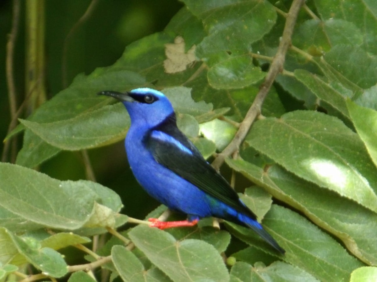 Red-legged Honeycreeper - ML645134076