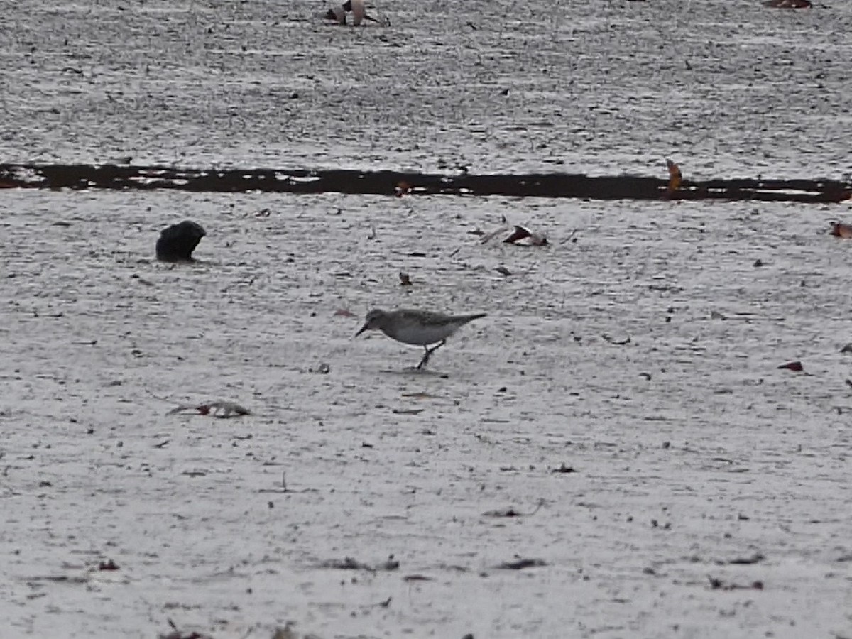 White-rumped Sandpiper - ML645134081