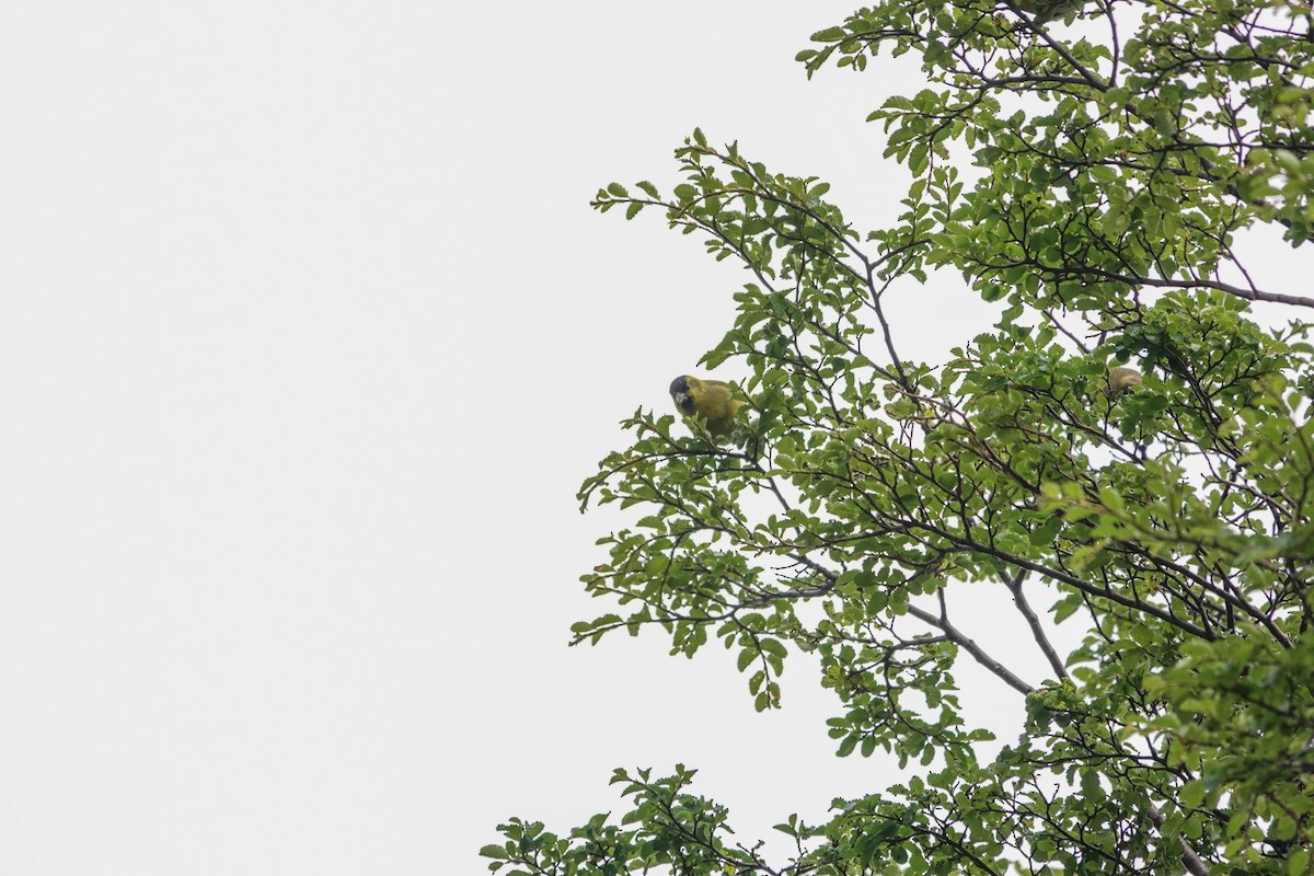 čížek vousatý - ML645134096