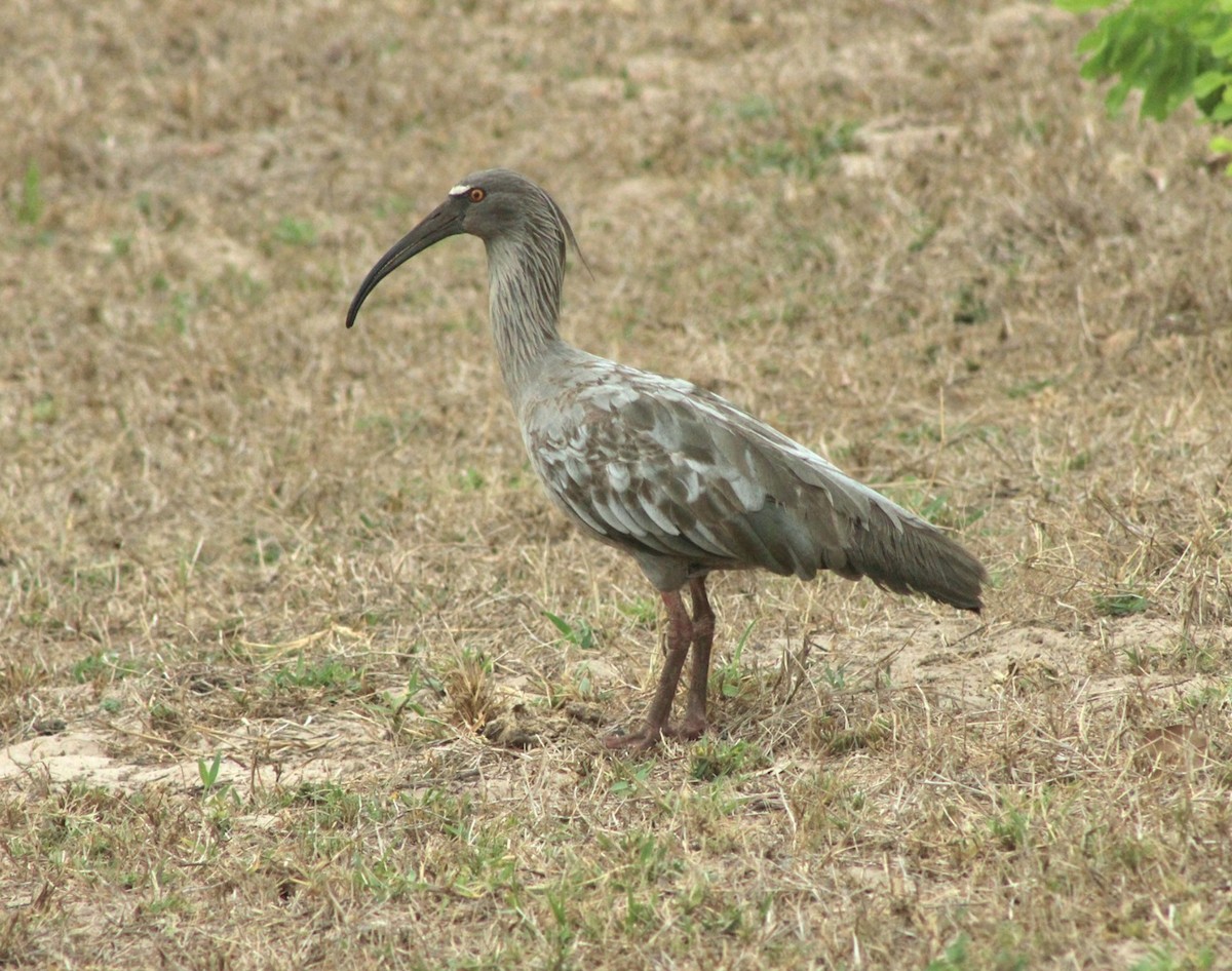 Plumbeous Ibis - ML645134098