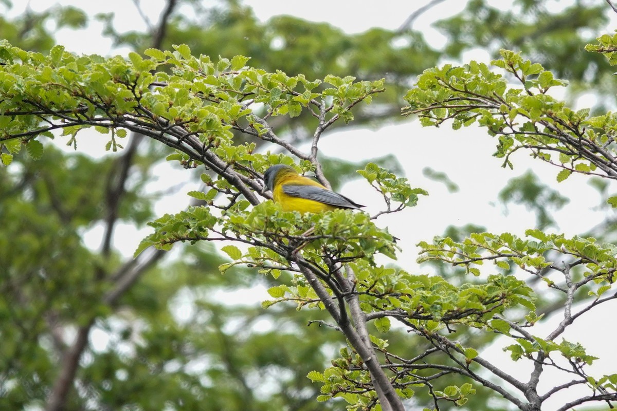 Patagonian Sierra Finch - ML645134105