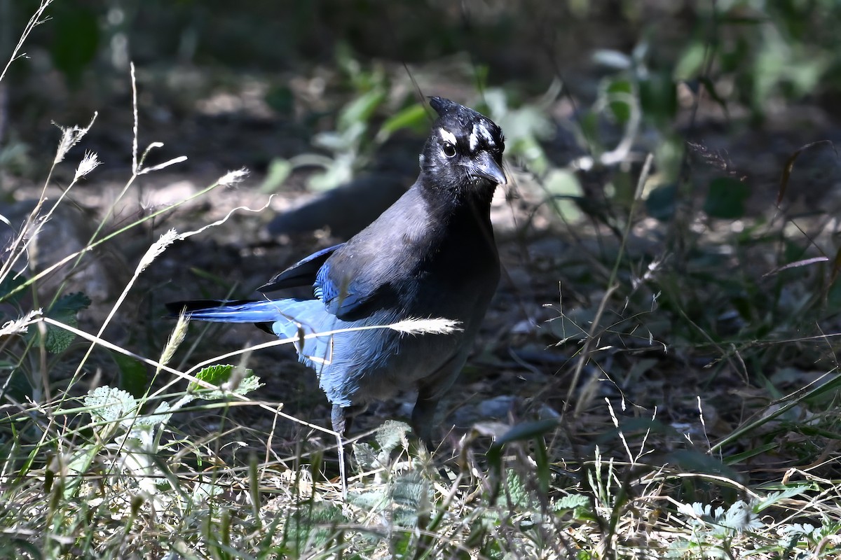 Steller's Jay - ML645134111
