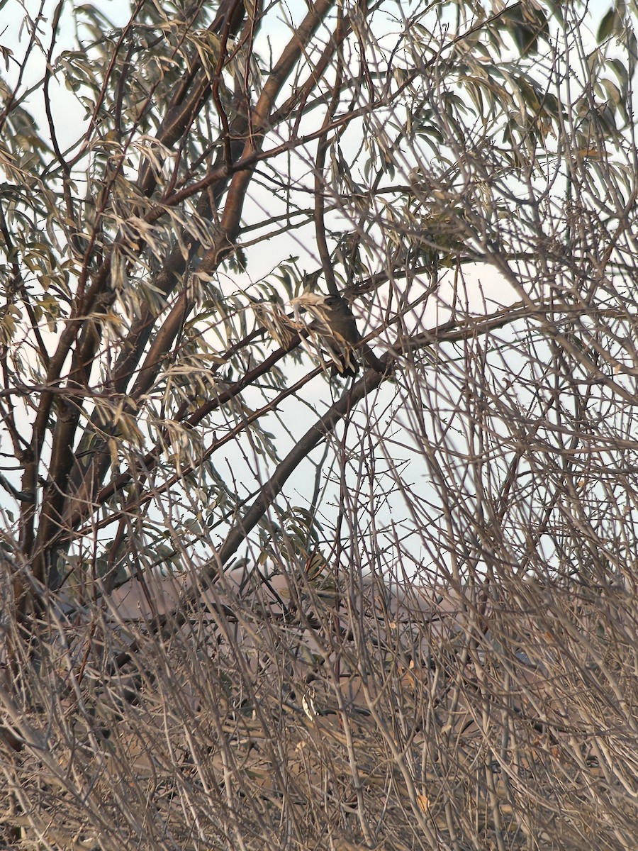 Miaulari grisa - ML645134113