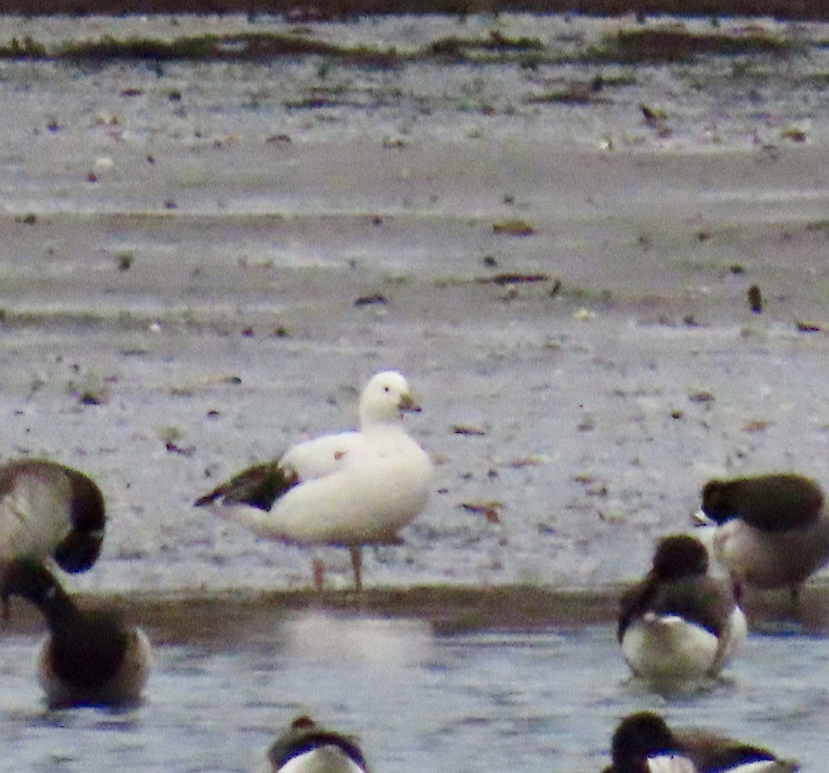 snøgås x ringgås (hybrid) - ML645134117