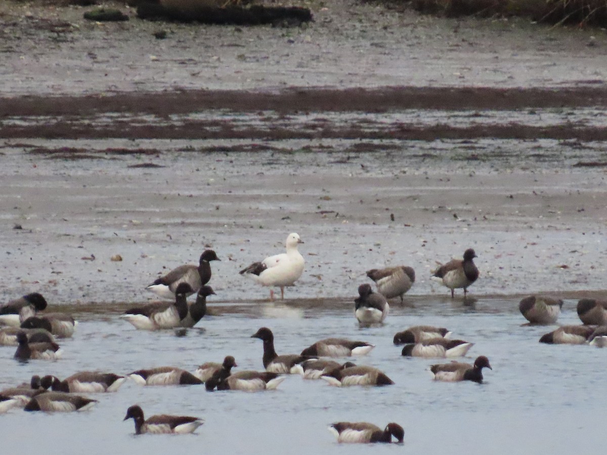 snøgås x ringgås (hybrid) - ML645134118