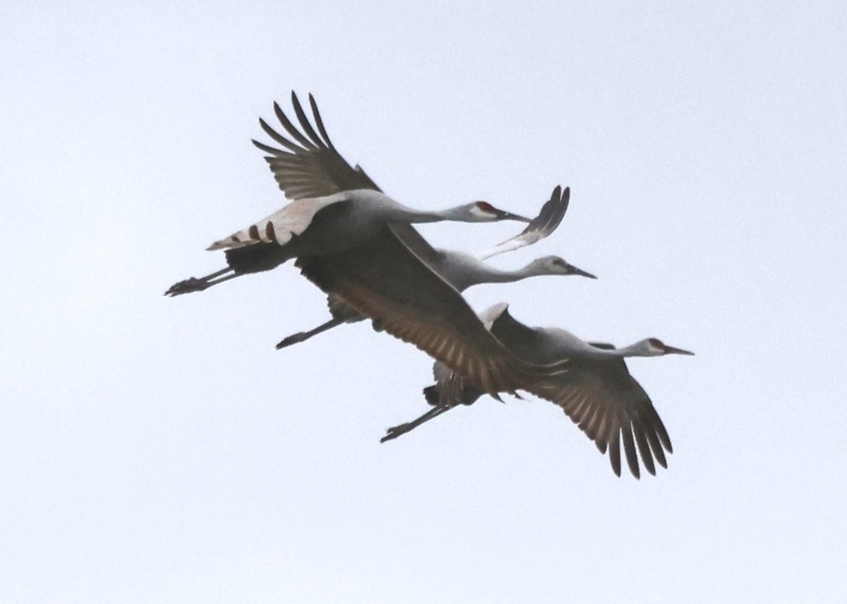 Sandhill Crane (Greater) - ML645134124