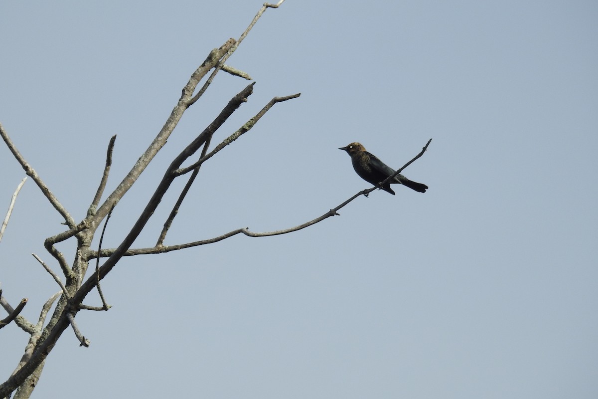 Rusty Blackbird - ML645134130