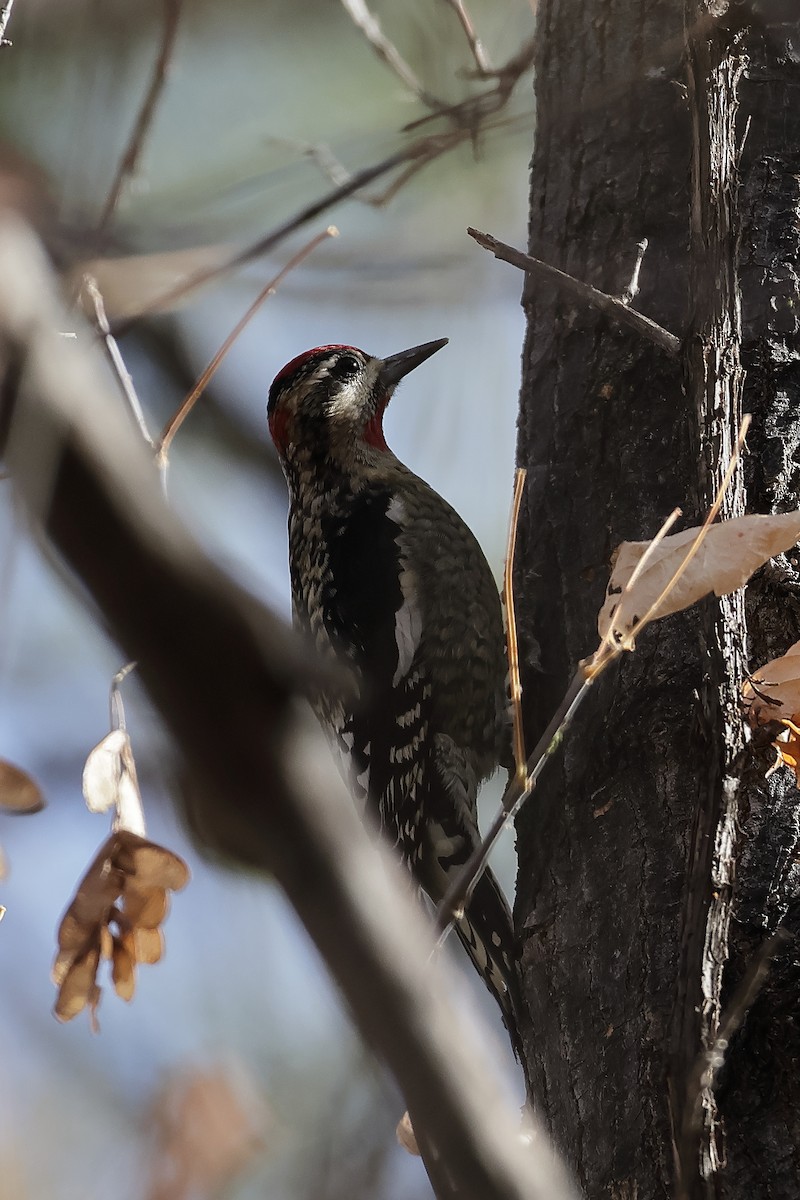 Rotnacken-Saftlecker - ML645134139