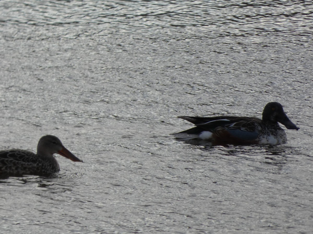 Northern Shoveler - ML645134205